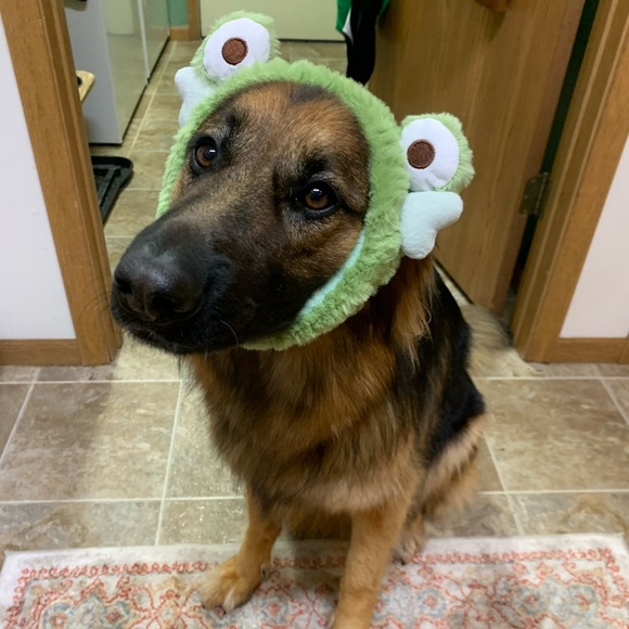 Meet your Posher, Kenzie - Picture 6 of 7